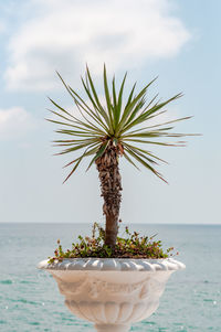 Close-up of potted plant on table against sea