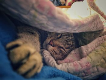 Cat sleeping on bed