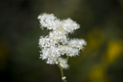 Close-up of white flowering plant