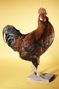 Close-up of rooster against gray background