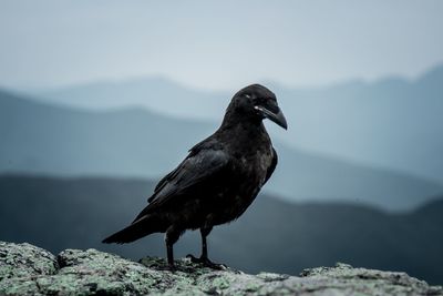 Close-up of bird perching on rock against sky