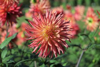 Close-up of red flowering plant