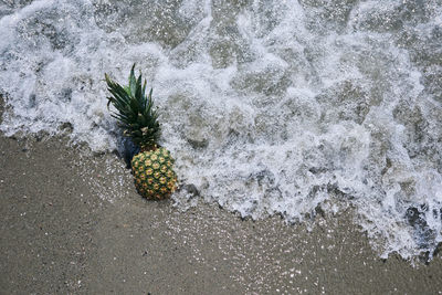 High angle view of plants on beach