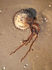 Close-up of seashell on sand at beach