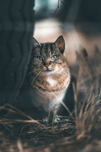 Portrait of cat by plant