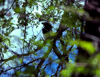 Low angle view of birds perching on branch