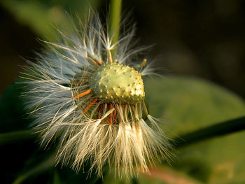 Close-up of butterfly on flower