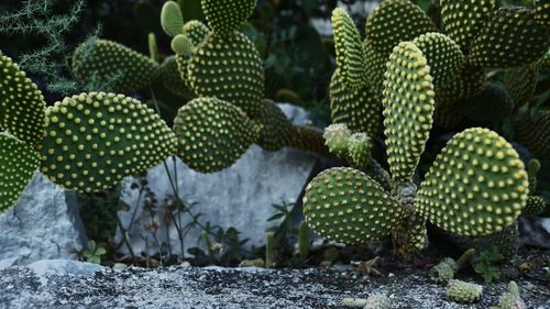 Close-up of plant