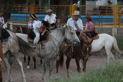 Horses on ground