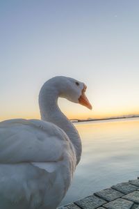 Close-up of seagull on sea shore against sky during sunset