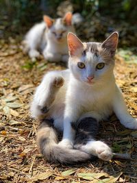 Portrait of cat relaxing on field