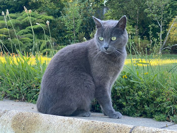 Portrait of cat sitting on grass