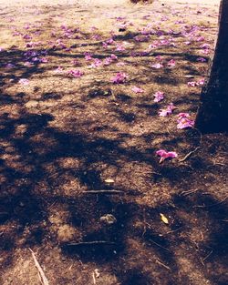 High angle view of pink flowering plant on field