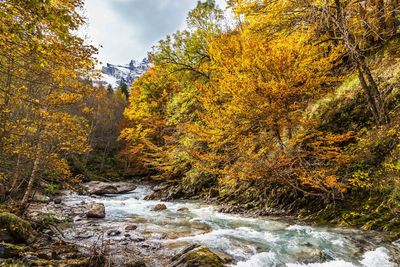 River flowing amidst trees in forest during autumn