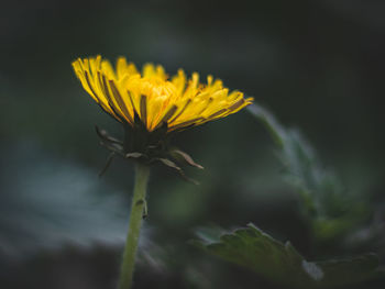 Close-up of orange flower