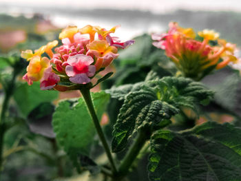 Close-up of fresh pink flowers blooming outdoors