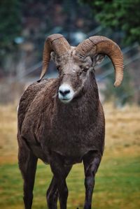 Portrait of an animal on field