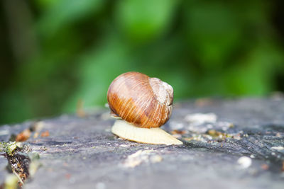 Close-up of snail on land