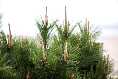 Close-up of pine needles against sky