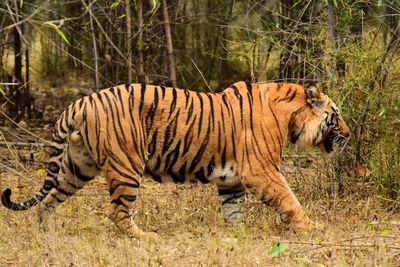 View of a tiger