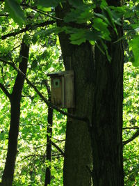 Low angle view of tree in forest