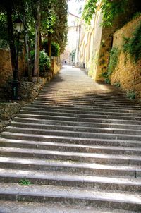 Walkway amidst trees