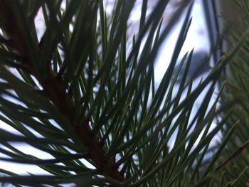 Low angle view of tree against sky