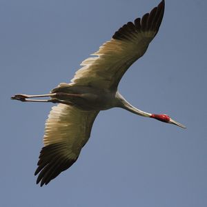 Low angle view of bird flying against clear sky