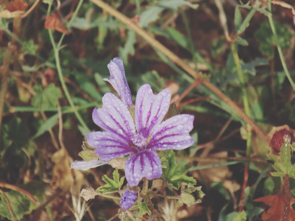 flower, freshness, growth, fragility, petal, plant, beauty in nature, purple, close-up, flower head, focus on foreground, nature, blooming, leaf, high angle view, in bloom, field, day, outdoors, no people