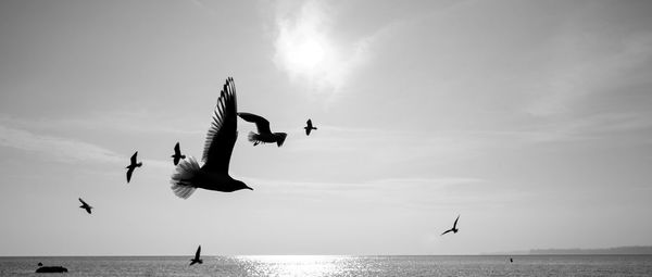 Low angle view of birds flying over sea against sky