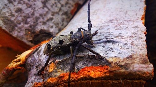 Close-up of insect