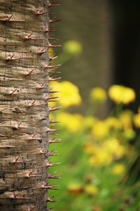 Close-up of plant growing on field