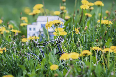 Bicycle amidst yellow flowers on field