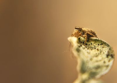 Close-up of insect against blurred background