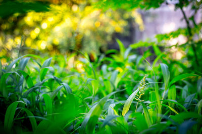 Close-up of fresh green plants