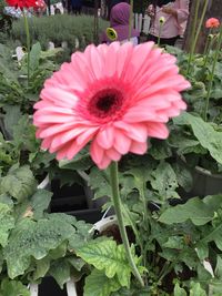 Close-up of pink flower