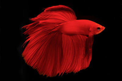 Close-up of fish in sea against black background