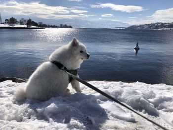 White dog on snow covered landscape