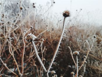 Close-up of snow on plant