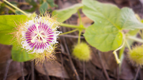Close-up of purple flowering plant