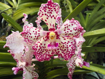 Close-up of pink flowering plant