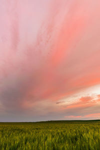 Scenic view of field against sky during sunset