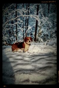 Dog in field