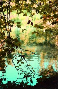 Reflection of tree in lake against sky