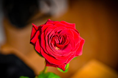 Close-up of red rose