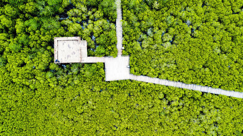 Aerial view of boardwalk amidst plants