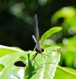 Close-up of dragonfly on plant