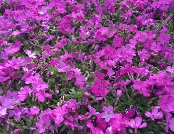 Close-up of pink flowers