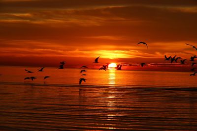 Silhouette birds flying over sea against orange sky