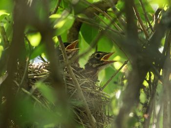 Bird perching on tree